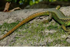 Rock gušteri i njihov život u terarijama Rock gušteri i njihov život u terarijama